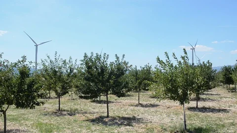 Orchard with fruit trees and Wind turbines in background. Windmill Stock Footage 114618975