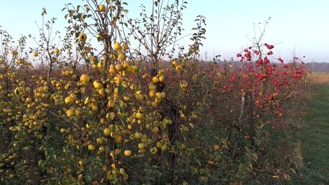 Orchard full of apples, slow motion, aerial view Stock Footage 123663579