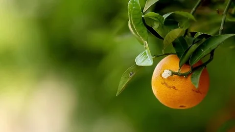 Orchard garden Stock Footage 75216944