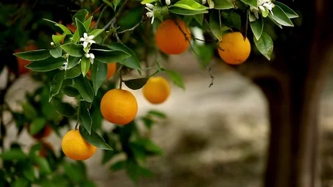 Orchard garden Video stock 75216949