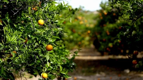 Orchard garden Video stock 75216955