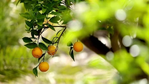 Orchard garden Video stock 75216974