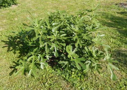 Orchard greenery with a fig tree Stock Photos