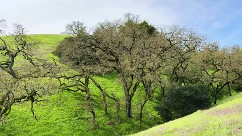 Orchard on a Hill Stock Footage 271396522