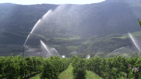 Orchard Irrigation Sprinkler System over Apple Trees Video stock 49848596