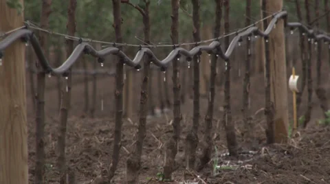 Orchard irrigation system Stock-Footage 33702257