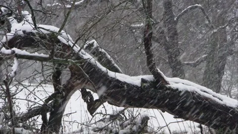 Orchard landscape with overturned fruit tree during snowfall Stock Footage 319555131