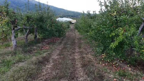 Orchard Lane Between Apple Trees Heavy With Fruit Video stock 347703972