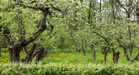 Orchard on a lawn in the spring. Stock Photos
