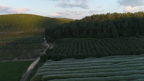 Orchard lines under forest hill Stock Footage 126946506