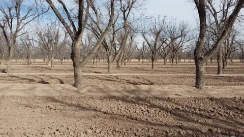 Orchard Low Shot Stock Footage 148231623