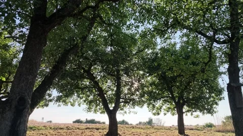 Orchard meadow, apple trees, leaves and branches backlit, pan, old fruit trees Stock Footage 343429153