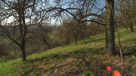 Orchard meadow on hillside in first spring sunlight (slide) Stock Footage 329773812