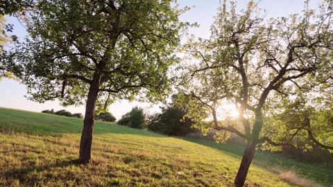 Orchard meadow with old apple trees at sunset, pan Stock Footage 345035271