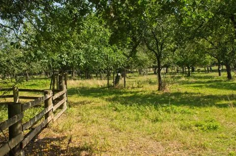 An orchard on a meadow Stock Photos
