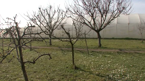 Orchard next to the greenhouse Stock Footage 36977832