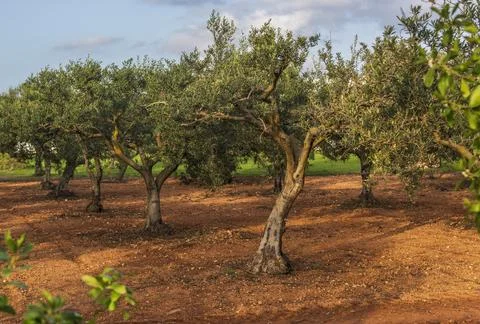 Orchard with olive trees, late spring, Sicily Stock Photos