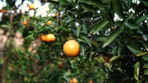 In the orchard orange tree with fruit orange grove fruit harvest orchard Stock Footage 241322080