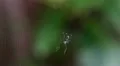 Orchard Orbweaver (Leucauge venusta) Spider 1 HD Footage