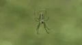 Orchard Orbweaver (Leucauge venusta) Spider 2 HD Footage