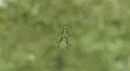 Orchard Orbweaver (Leucauge venusta) Spider 3 HD Footage