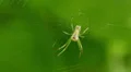 Orchard Orbweaver (Leucauge venusta) Spider 4 HD Footage