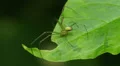 Orchard Orbweaver (Leucauge venusta) Spider 5 HD Footage