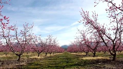 Orchard Panning Shot 動画素材 47407749