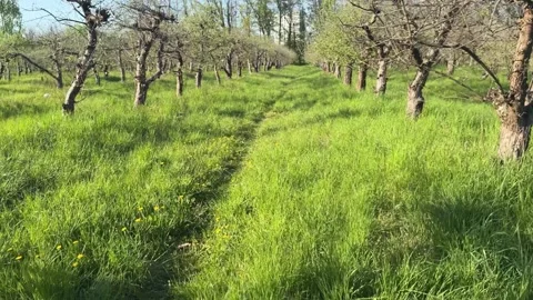 Orchard pathway moving forward through grass in spring Stock Footage 336233987