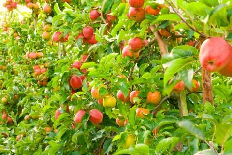 Orchard Stock Photos