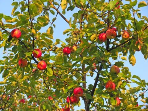 Orchard Stock Photos