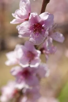 Orchard Stock Photos