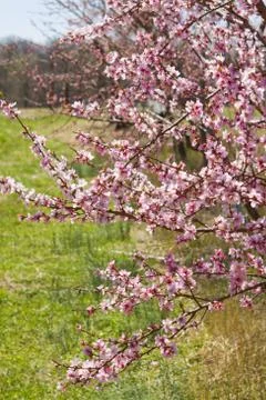 Orchard Stock Photos