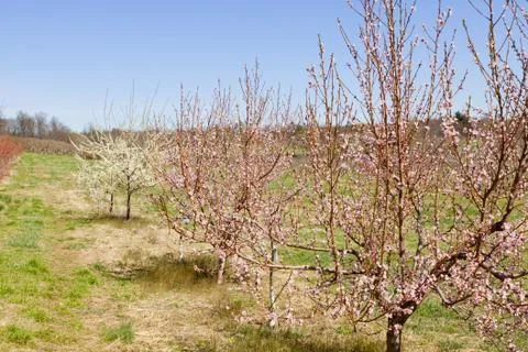 Orchard Stock Photos