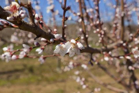 Orchard Stock Photos