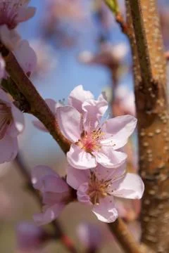 Orchard Stock Photos