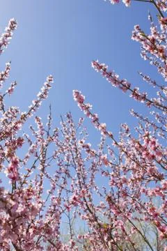 Orchard Stock Photos