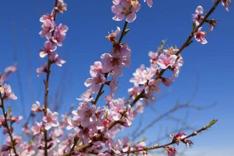 Orchard Stock Photos