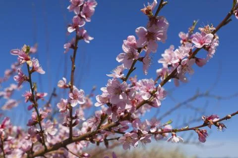 Orchard Stock Photos