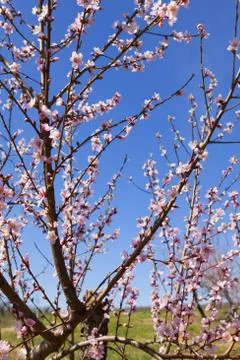 Orchard Stock Photos