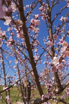 Orchard Stock Photos