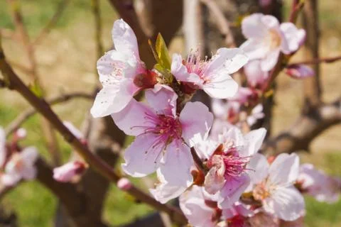 Orchard Stock Photos