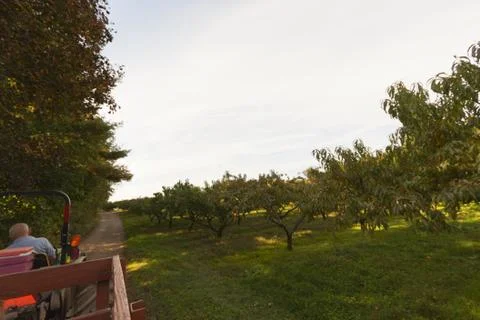 Orchard Stock Photos