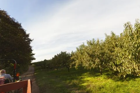 Orchard Stock Photos