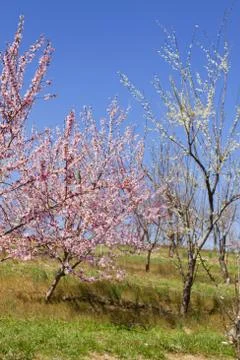 Orchard Stock Photos