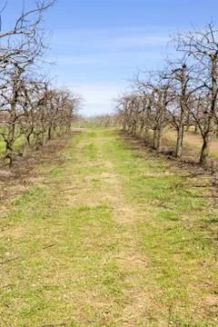 Orchard Stock Photos