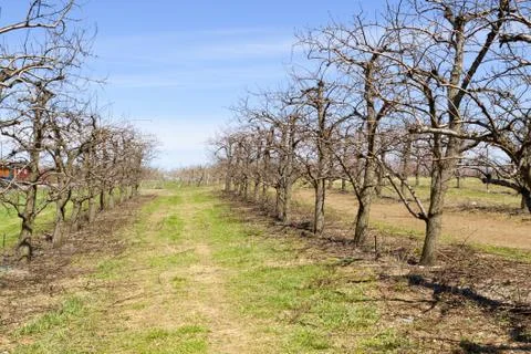 Orchard Stock Photos
