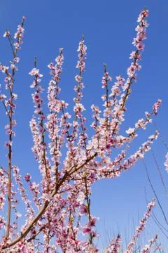 Orchard Stock Photos
