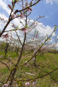 Orchard Stock Photos