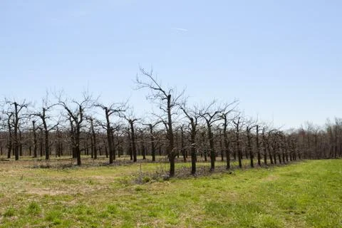Orchard Stock Photos